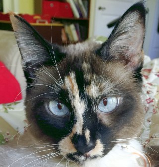 I'm eyeing the butter but I've decided to be a good cat.