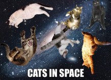 catsinspace