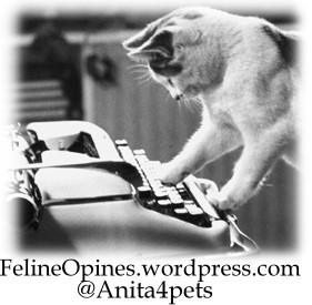 feline, cat, feline opines, kittens