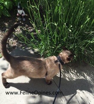 Alberto the Siamese cat enjoys the smell of the lavender in the garden as he walks on his leash