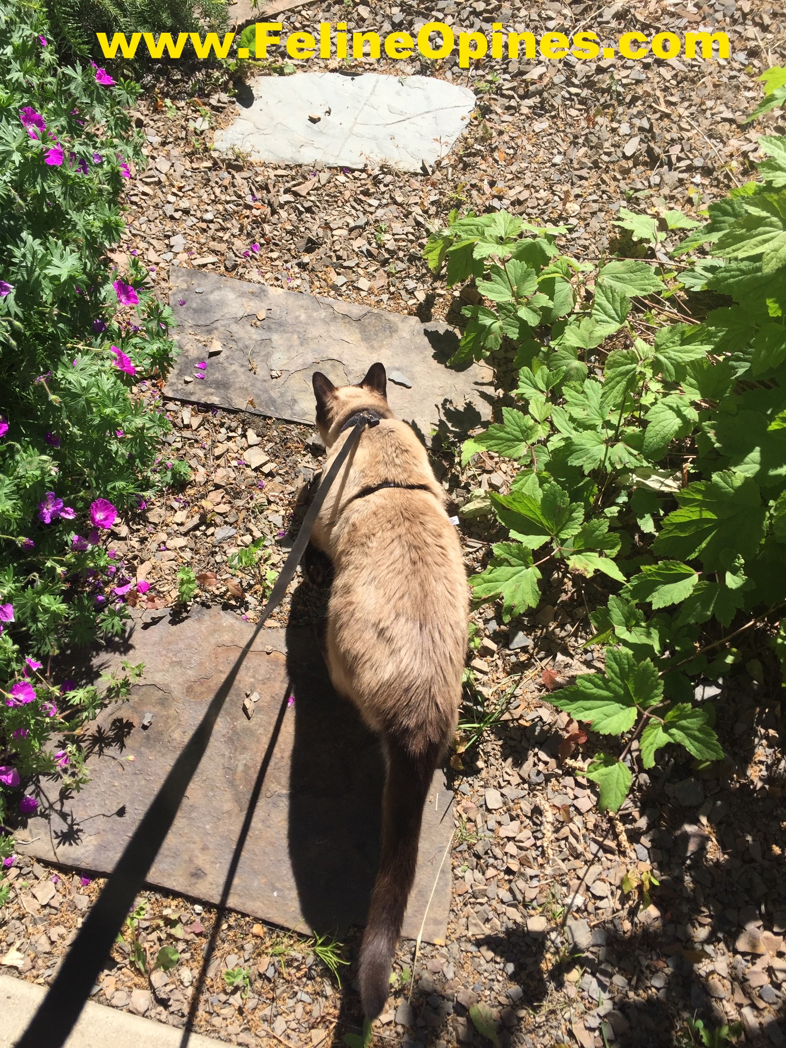 Alberto the Siamese cat walks on a harness and leash
