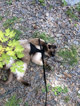 Al the Siamese cat rolls around on the ground enjoying his harness and leash