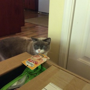  Tucker the cross-eyed Siamese rescue cat  inspects BlogPaws swag