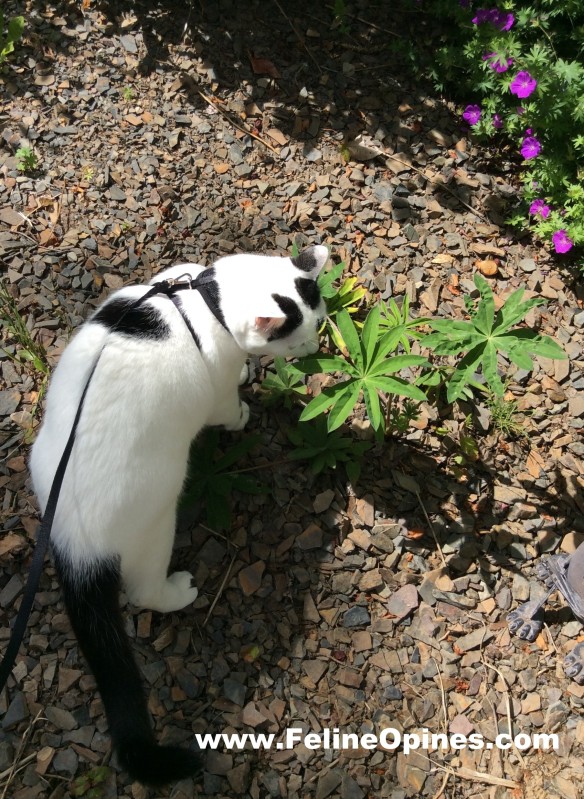black and white cat takes a walk in the garden with a harness and leash
