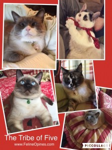 Our feline tribe of five rescue cats