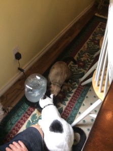 the kittens inspect the PetSafe water fulter