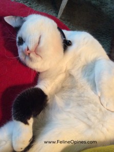 Oliver the black and white kitten sleeping