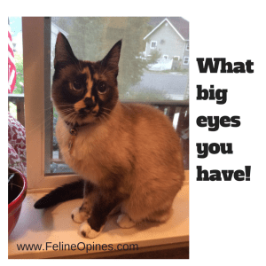 Lily the Siamese Tortie cat with the big round eyes