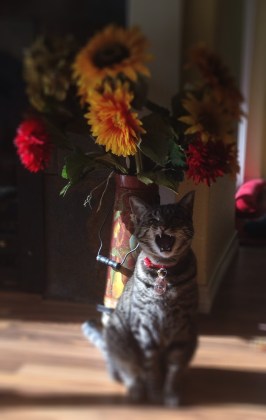 AmeliaYells+_Flowers