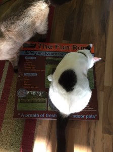 Oliver the cat inspects the cation tunnel