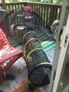 the kittens test the catio tunnel outside
