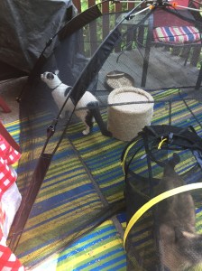 kittens in the Happy Habitat enjoying the out doors fear free