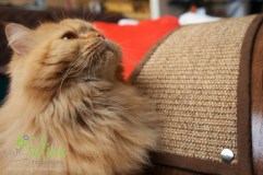 QuickSnap-Replaceable-Cat-Scratcher