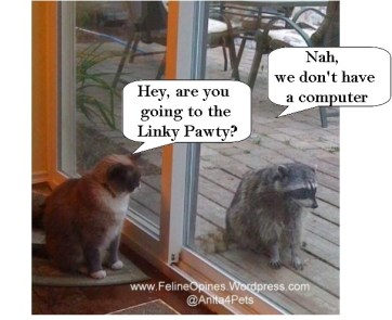 Tucker the cross eyed Siamese and his friend the raccoon