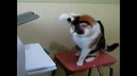 cat attacking a printer