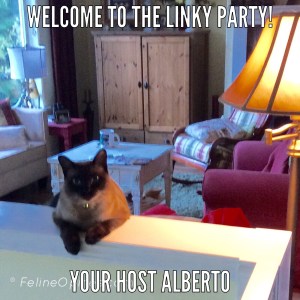 Alberto the Siamese cat sits on the wall