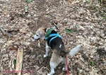 wag n woof pets beagle walking in the woods