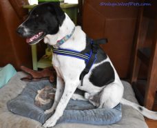 black and white dog in harness