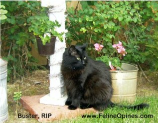 Black cat in the garden