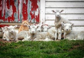 orange tabby and sheep