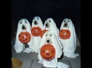 dogs in ghost costumes