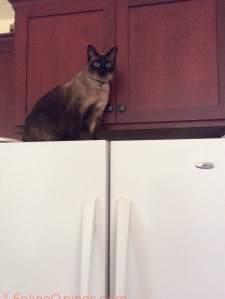 Siamese cat on top of refrigerator 