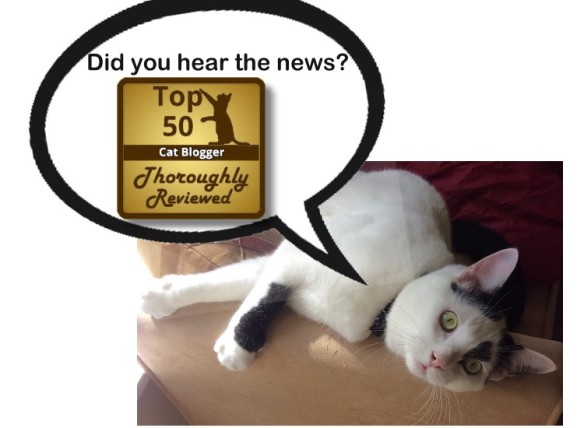 one of the top 50 cat bloggers as designated by thoroughly reviewed