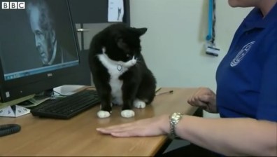 tuxedo cat works at the British Foreign Office