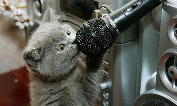 gray kitten talking into a microphone