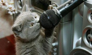 gray kitten talking into a microphone