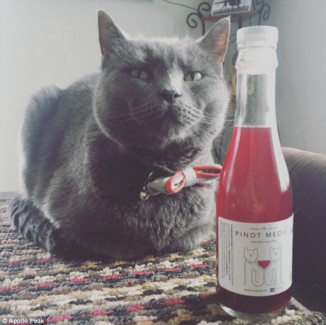 gray cat next to a bottle of cat wine