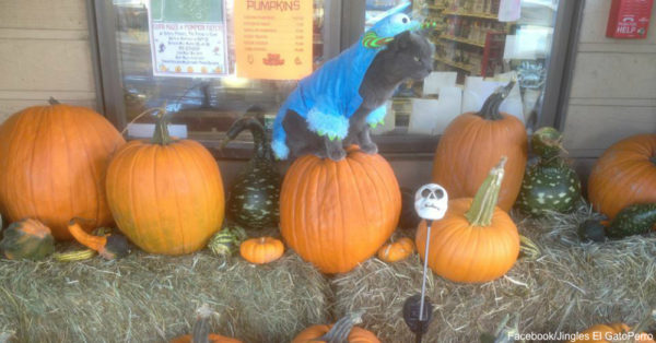 a gray cat that works in True value hardware in Crested Butte, Colorado