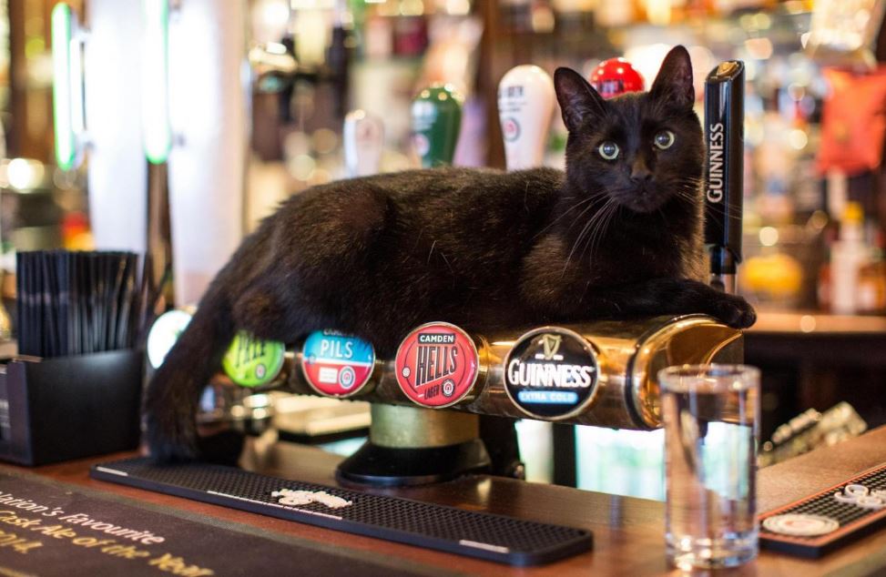 black English pub cat