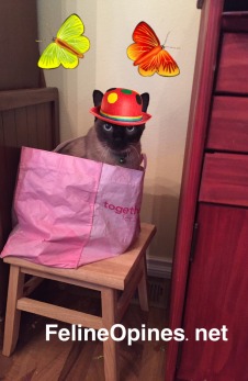 Siamese cat in bag wearing party hat
