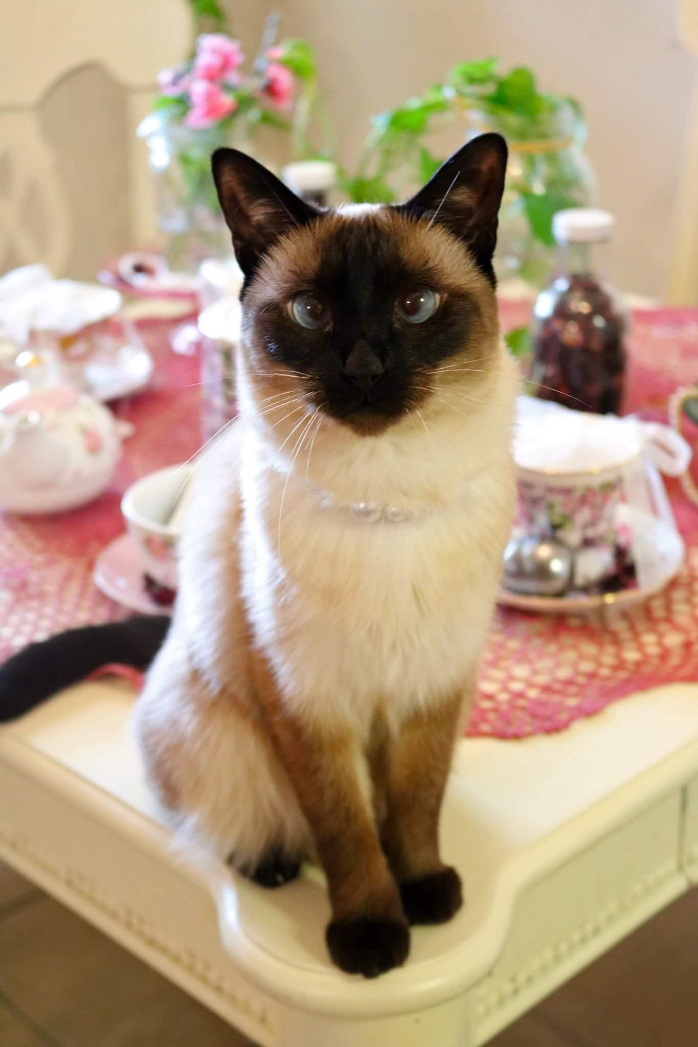 Siamese on tea table wearing pearls