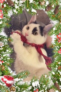 Black and whit kitten with a red ribbon and Christmas frame