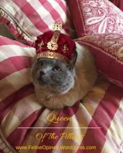 Siamese cat with a crown