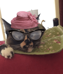 Cat in hat and glasses