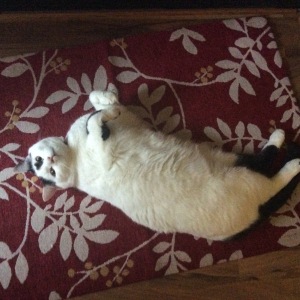 Black and white cat on a rug