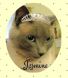 Siamese cat with tiara