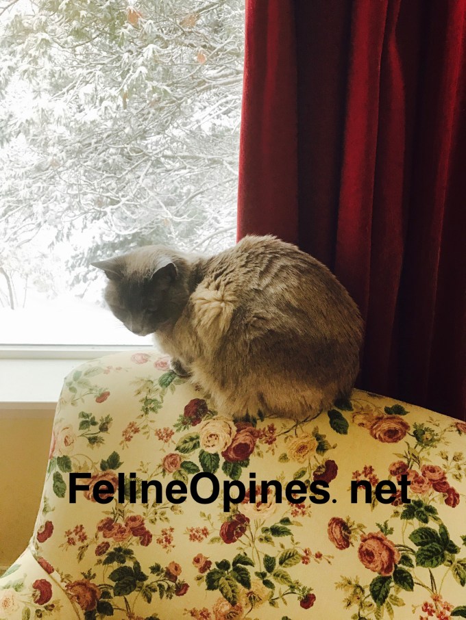 Siamese cat sitting oi chair in front of widow in winter