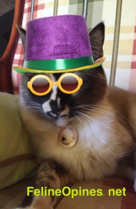 cat with New Years hat and glasses