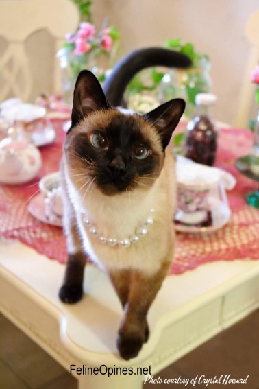 Navi the Siamese cat wearing pearls standing on a table