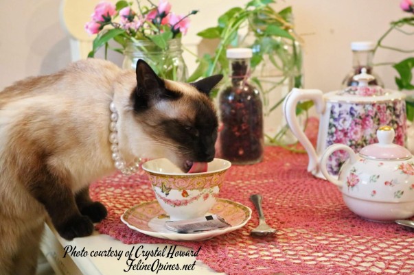 Siamese cat drinking tea