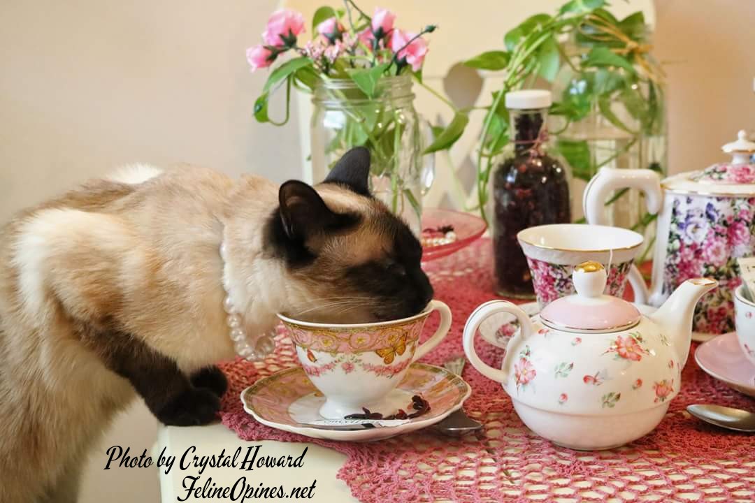 siamese cat criniing rea