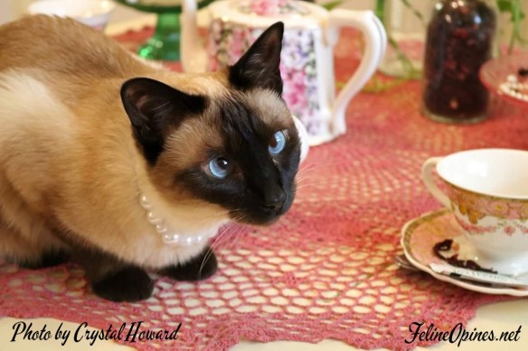 Siamese cat on tea table