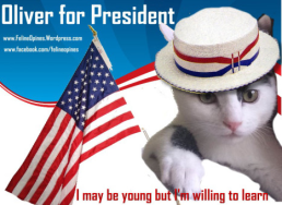 black and white kitten runs for president