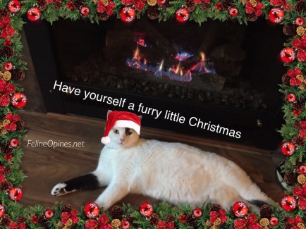 black and white cat in front of fire with santa hat