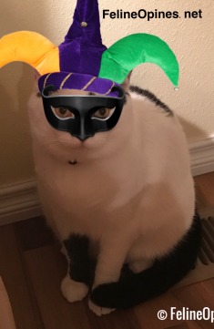Black and white cat with new years mask and hat