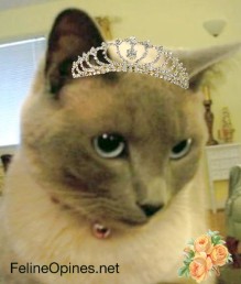 Siamese cat with tiara